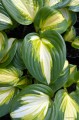 Hosta "Heatwave Harmony", fot. AS