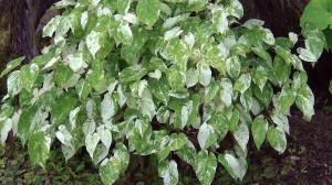 Epimedium sempervirens "Creamsickle" - epimedium