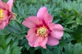 Paeonia Itoh "Pink Ardour", fot. AS