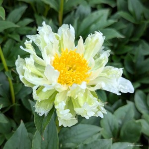 Paeonia „Green Halo” - piwonia