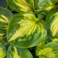 Hosta "Etched Glass", fot. AS