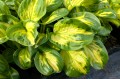 Hosta "Etched Glass", fot. AS