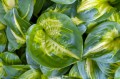Hosta "Etched Glass", fot. AS