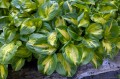 Hosta "Etched Glass", fot. AS