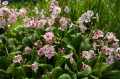 Primula japonica "Apple Blossom", fot. AS