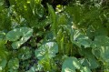 Petasites japonicus "Variegatus", fot. AS