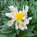 Paeonia "Green Lotus", fot. AS
