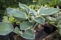 Hosta "And You And I", fot. AS