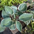 Hosta "And You And I", fot. AS