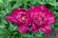 Paeonia "Sword Dance", fot. AS