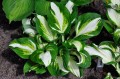 Hosta "Enterprise"