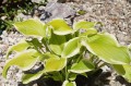 Hosta ''Sweetie''