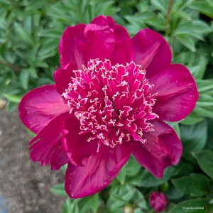 Paeonia lactiflora „Sword Dance” - piwonia chińska