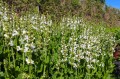 Salvia "Snow Kiss", fot. AS