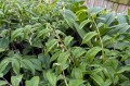 Polygonatum odoratum "Koryu", fot. AS