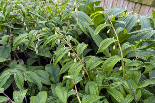 Polygonatum odoratum "Koryu", fot. AS