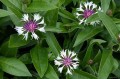 Centaurea montana "Amethyst in Snow", fot. AS