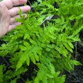 Osmunda regalis" Undulata", fot. AS