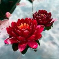 Nymphaea "Cornet"