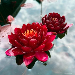 Nymphaea „Cornet” - lilia wodna, grzybień