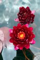 Nymphaea "Cornet"