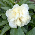 Paeonia "Sunny Girl", fot. AS