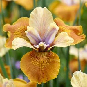 Iris sibirica „Colonel Mustard” - kosaciec syberyjski
