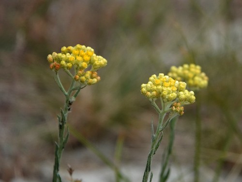 Helichrysum arenarium, fot. flickr.com, użytkownik gertjanvannoord, licencja CC