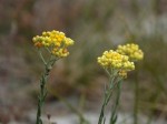 Helichrysum arenarium - kocanki piaskowe 100 sztuk
