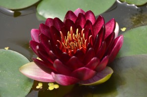 Nymphaea „Perry's Deepest Red” - lilia wodna, grzybień 