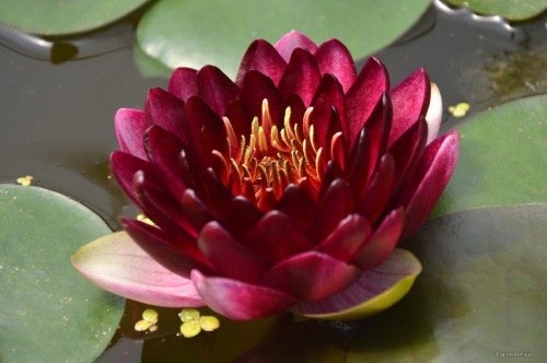 Nymphaea "Perry's Deepest Red", fot. DM