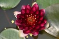 Nymphaea "Perry's Deepest Red", fot. DM