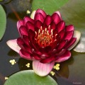 Nymphaea "Perry's Deepest Red", fot. DM