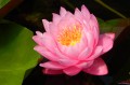 Nymphaea „Supranee Pink”, fot. DM