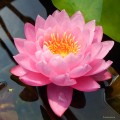 Nymphaea „Supranee Pink”, fot. DM