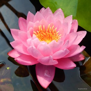 Nymphaea „Supranee Pink” - lilia wodna, grzybień
