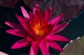 Nymphaea "Pinky Wings", fot. DM