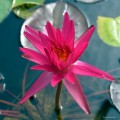 Nymphaea "Pinky Wings", fot. DM