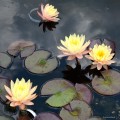 Nymphaea "Cliff Tiffany", fot. DM
