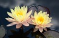Nymphaea "Cliff Tiffany", fot. DM