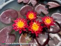 Nymphaea "Ring of Fire", fot. piantedacqua.it