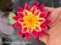 Nymphaea "Ring of Fire", fot. piantedacqua.it