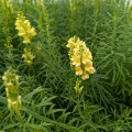 Linaria vulgaris, fot. AS