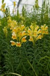 Linaria vulgaris - lnica pospolita 100 sztuk