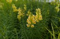 Linaria vulgaris, fot. AS