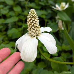 Anemopsis californica - anemopsis 