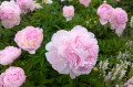 Paeonia "Top Brass", fot. AS