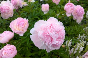 Paeonia lactiflora „Top Brass” - piwonia chińska