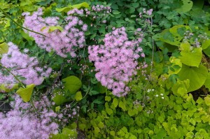 Thalictrum aquilegifolium  "The Cloud" - rutewka orlikolistna