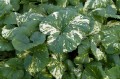Petasites japonicus "Variegatus", fot AS